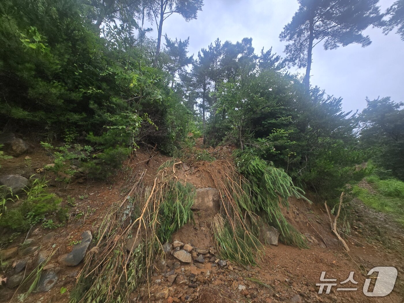 본문 이미지 - 침수 피해를 입은 산청 큰별농장의 농작물(강대성 씨 제공. 재판매 및 DB금지). 2025.7.24