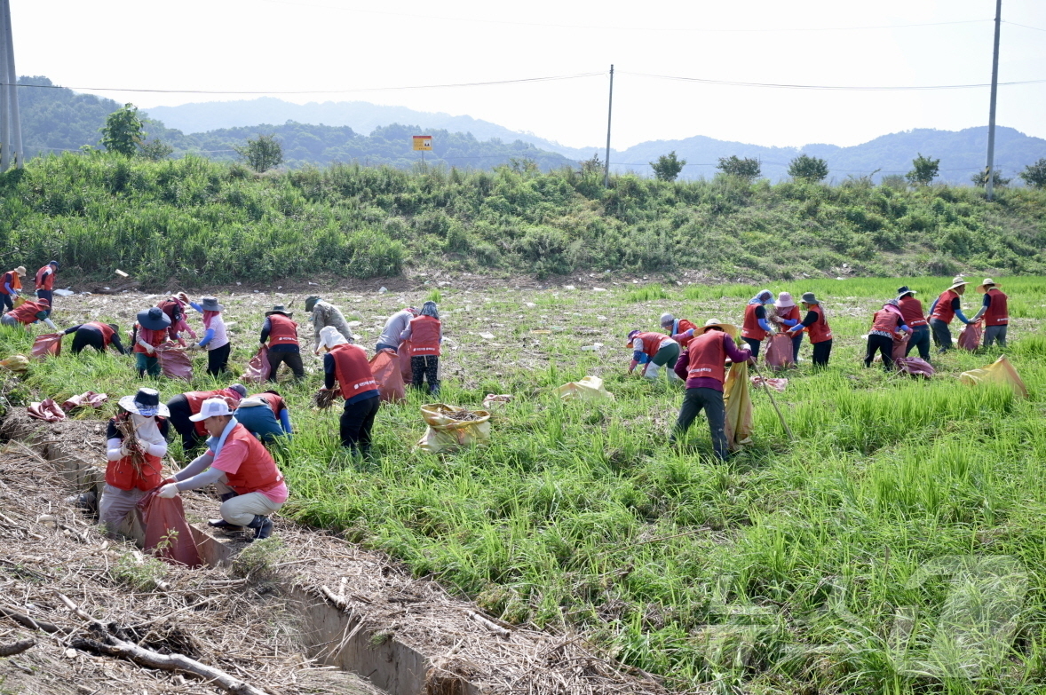 (공주=뉴스1) 이동원 기자 = 공주시는 공주시자원봉사센터와 협력하여 24일 사곡면 화월리, 호계리, 해월리 일대 수해 피해 현장에서 대규모 자원봉사활동을 전개했다. 이번 활동에는 …