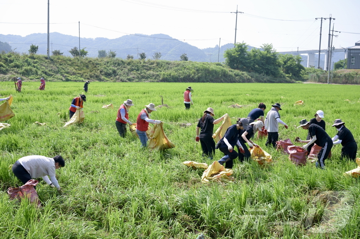 (공주=뉴스1) 이동원 기자 = 공주시는 공주시자원봉사센터와 협력하여 24일 사곡면 화월리, 호계리, 해월리 일대 수해 피해 현장에서 대규모 자원봉사활동을 전개했다. 이번 활동에는 …