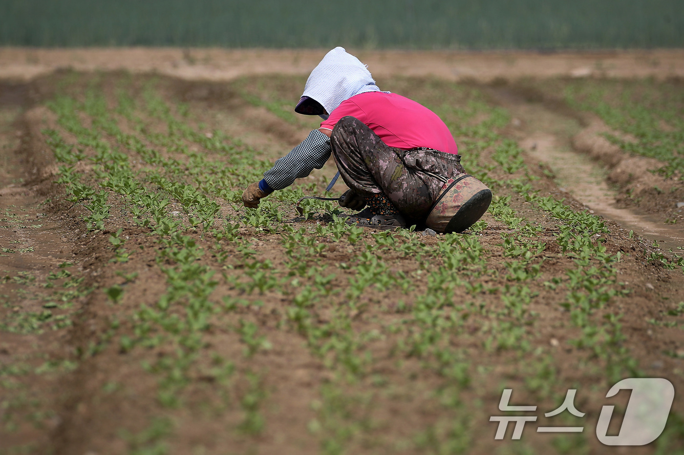 (대구=뉴스1) 공정식 기자 = 연일 폭염의 기세가 더해가는 24일 오전 대구 동구 불로동 들녘에서 한 농민이 뜨거운 햇볕 아래 홀로 쪼그려 앉아 밭일을 하고 있다. 2025.7. …