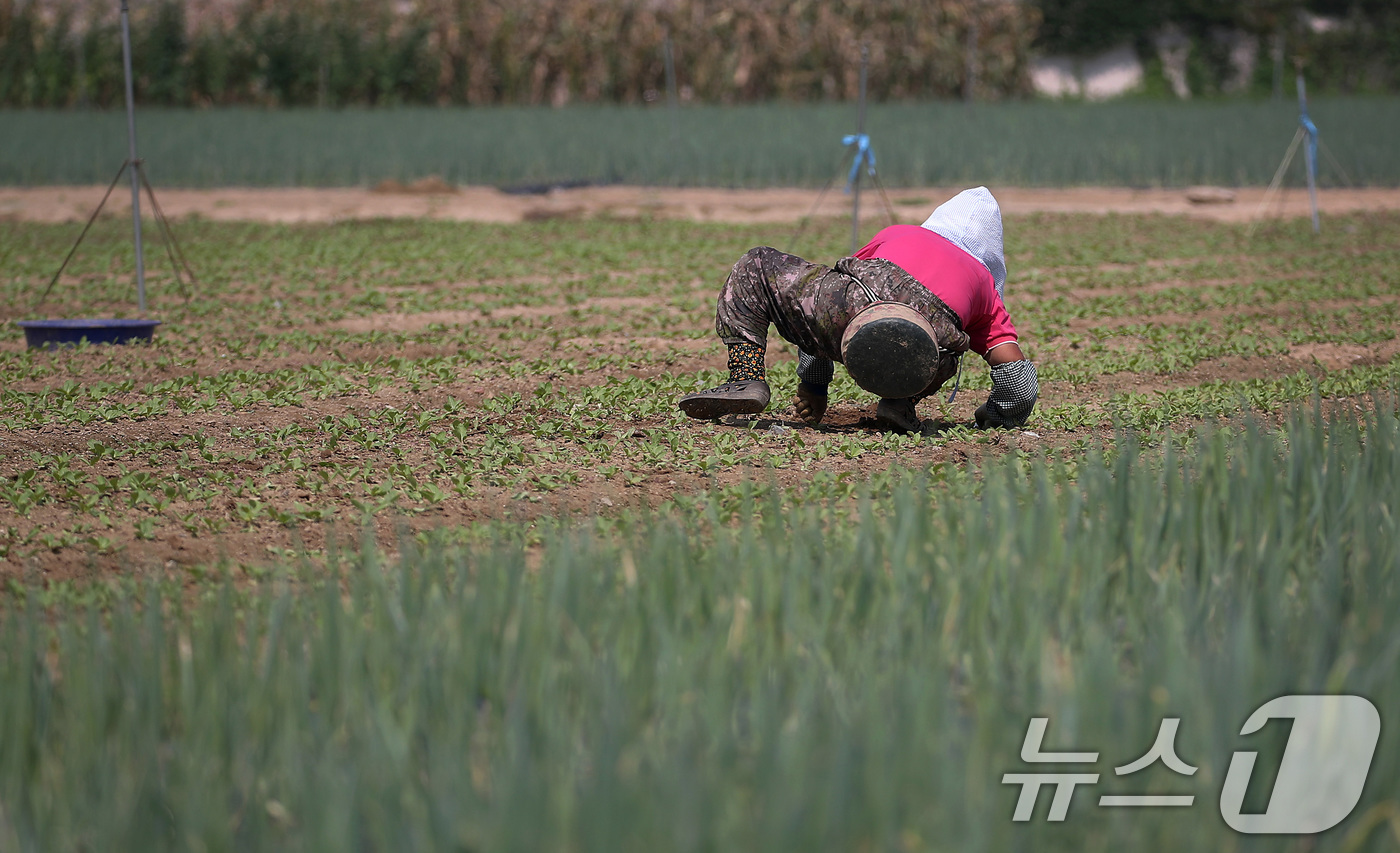(대구=뉴스1) 공정식 기자 = 연일 폭염의 기세가 더해가는 24일 오전 대구 동구 불로동 들녘에서 한 농민이 뜨거운 햇볕 아래 홀로 쪼그려 앉아 밭일을 하고 있다. 2025.7. …