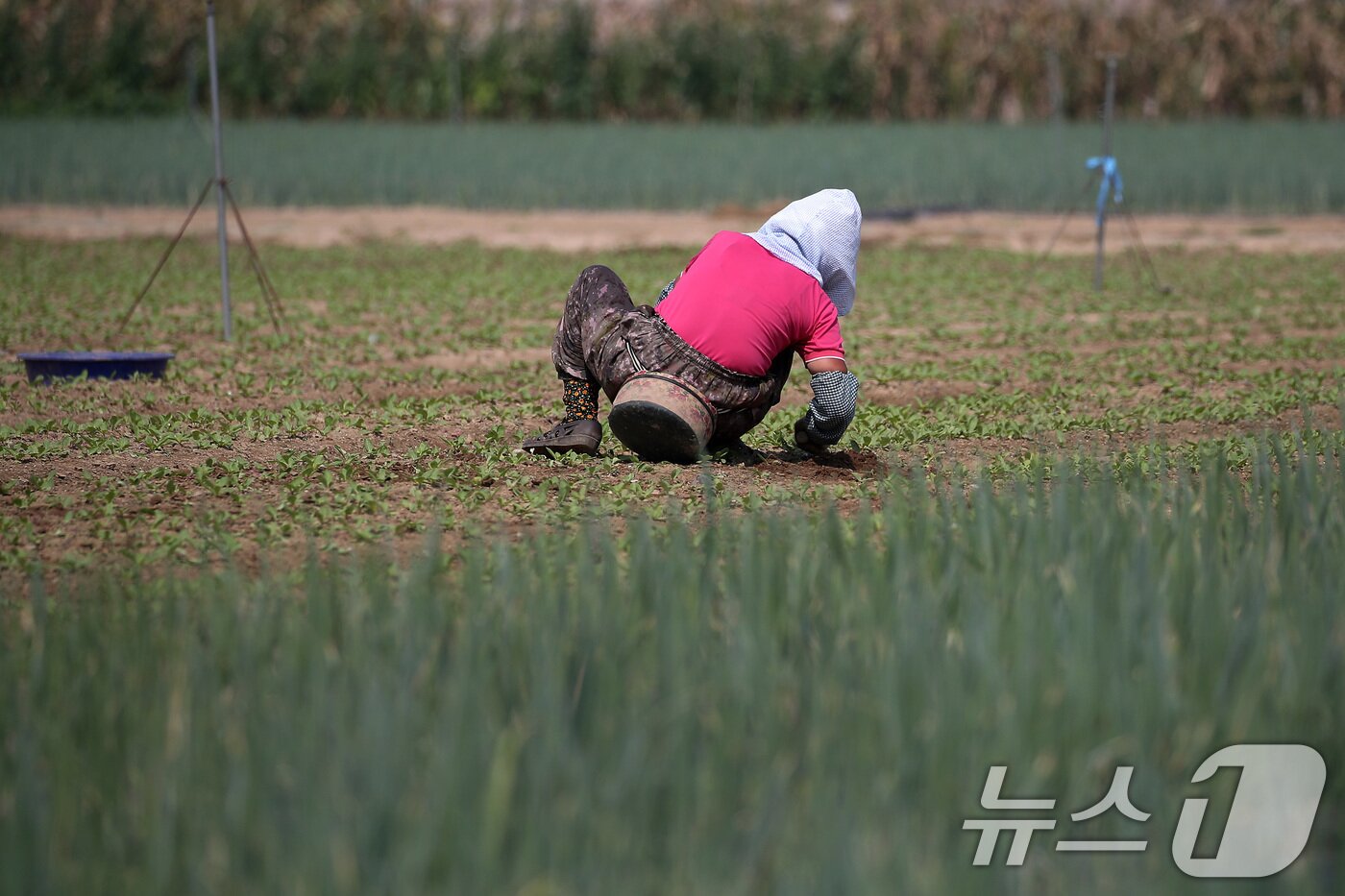 본문 이미지 - 연일 폭염의 기세가 더해가는 24일 오전 대구 동구 불로동 들녘에서 한 농민이 뜨거운 햇볕 아래 홀로 쪼그려 앉아 밭일을 하고 있다. 2025.7.24/뉴스1 ⓒ News1 공정식 기자