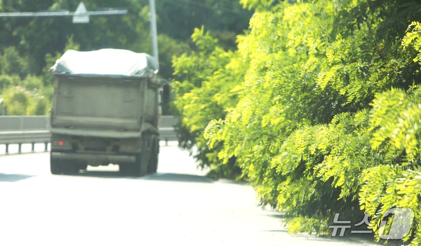본문 이미지 - 웃자란 수목은 차량 운행을 방해하고 있다. 2025.7.24/뉴스1 손도언 기자  