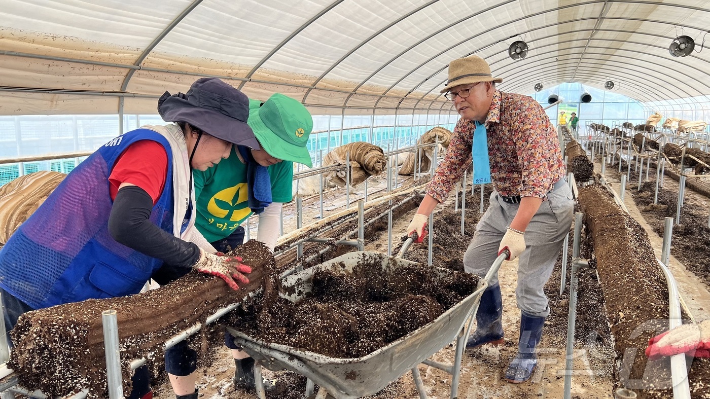 (대전=뉴스1) 이동원 기자 = 대전 유성구 자원봉사자들이 24일 집중호우로 큰 피해를 본 당진시 딸기 하우스 농가를 찾아 폐기물을 정리를 하고 있다. (대전유성구 제공. 재판매 …