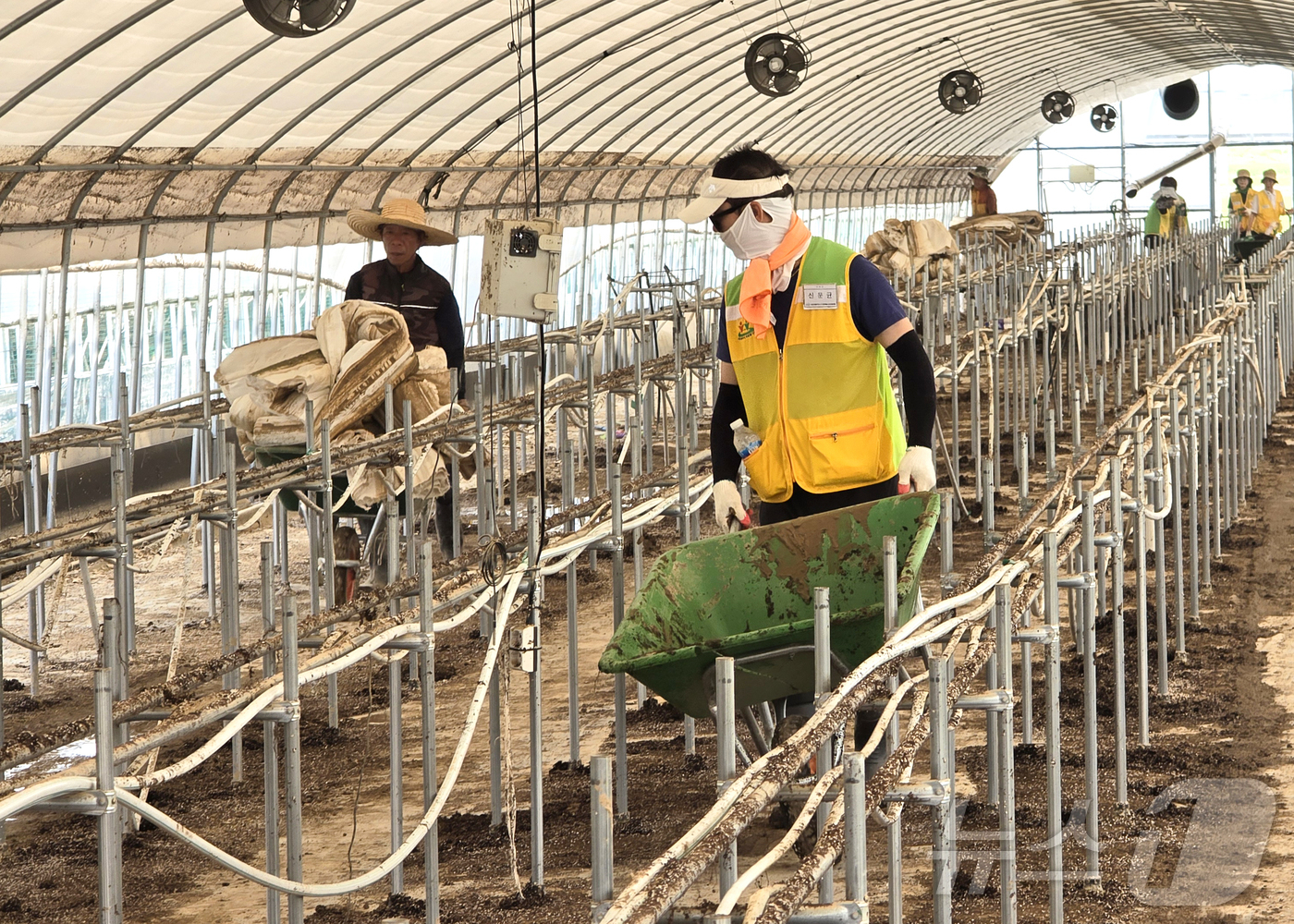 (대전=뉴스1) 이동원 기자 = 대전 유성구 자원봉사자들이 24일 집중호우로 큰 피해를 본 당진시 딸기 하우스 농가를 찾아 폐기물을 정리를 하고 있다. (대전유성구 제공. 재판매 …