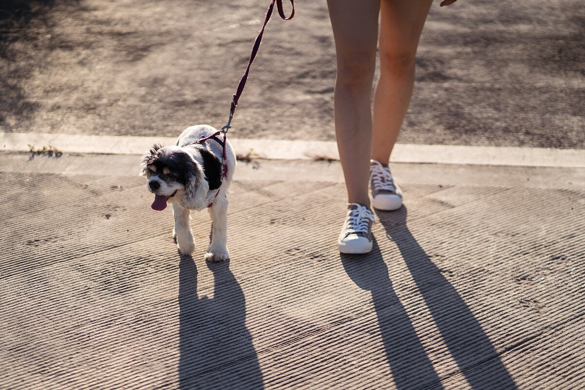 본문 이미지 - 반려견 열사병 예방을 위해 여름철 낮 시간대 외출과 산책을 피하는 게 권장된다(사진 이미지투데이). ⓒ 뉴스1