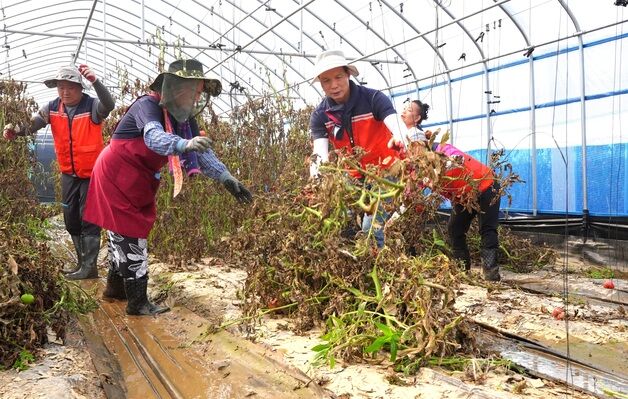 음성군, 집중호우 피해 토마토 농가 찾아 복구 활동