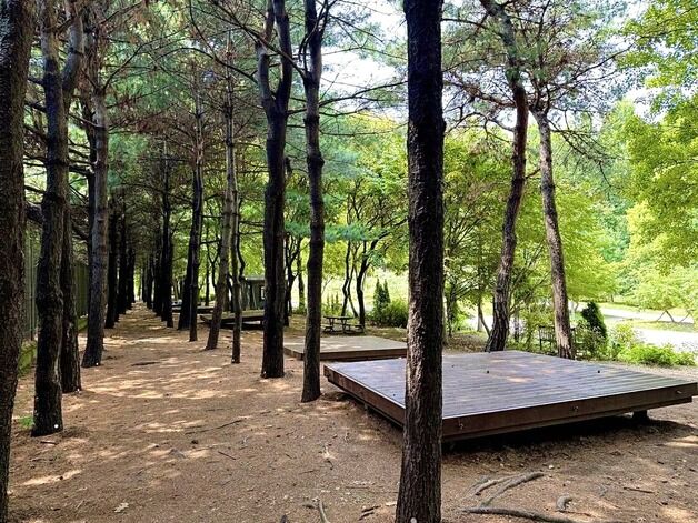 성동구, 도심 속 '서울숲 여름 캠핑장' 개장