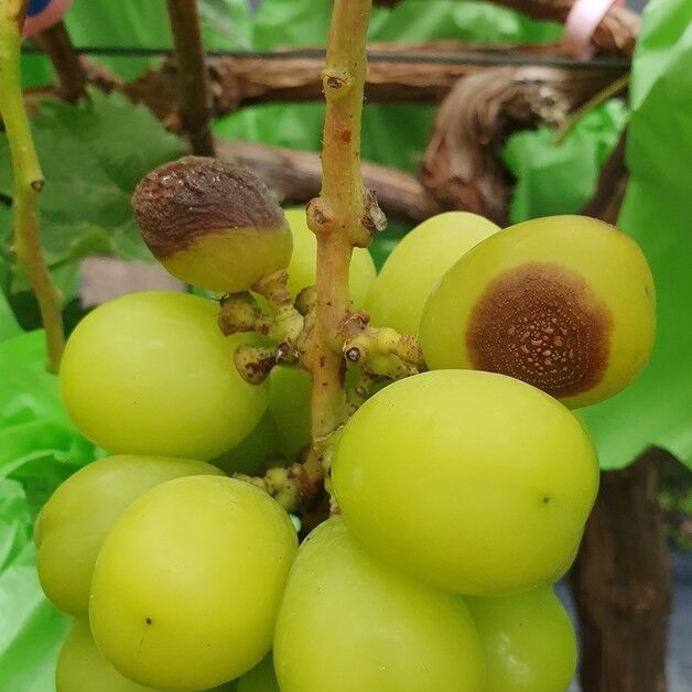 경북농기원, 폭염 속 포도 열과·병해충 우려…철저한 관리 당부