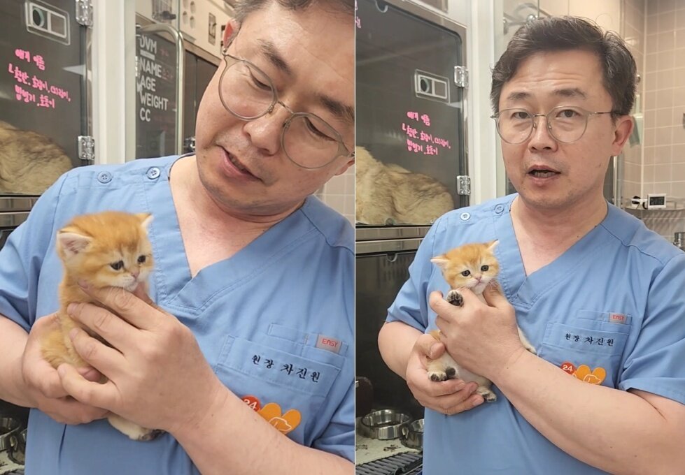 본문 이미지 - 차진원 원장이 사연을 소개하며 입양 신청이 쇄도한 번식장 구조묘가 낳은 새끼 고양이 ⓒ 뉴스1 한송아 기자