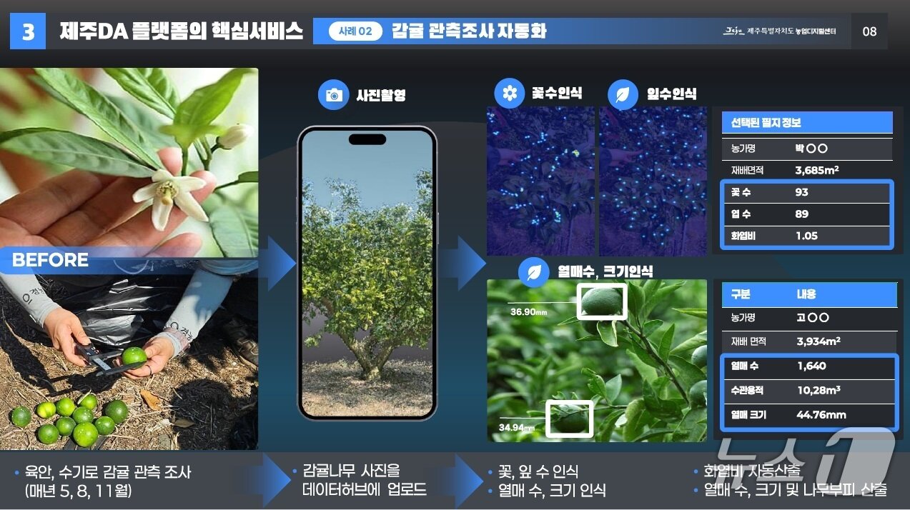 본문 이미지 -  제주DA 설명자료(제주도 제공)/뉴스1