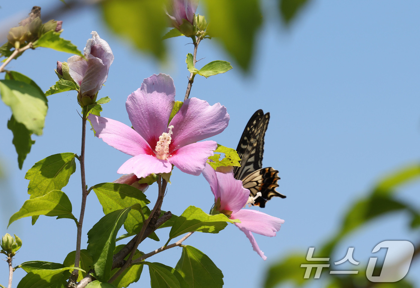 (광주=뉴스1) 박지현 기자 = 폭염경보가 내려진 25일 전남 담양군 손곡면의 한 무궁화 나무에 나비가 앉아 있다.  2025.7.25/뉴스1