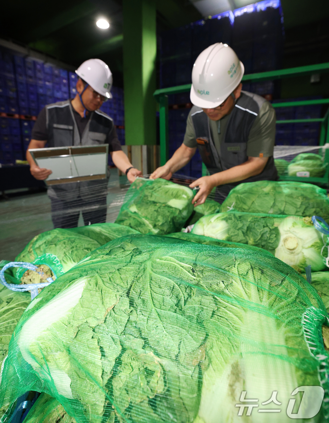 (이천=뉴스1) 김영운 기자 = 폭염에 폭우까지 이어지면서 배추와 시금치 등 주요 농산물 가격이 2배 이상 오른 가운데 25일 경기 이천시 대월면 aT 이천비축기지에서 관계자들이 …