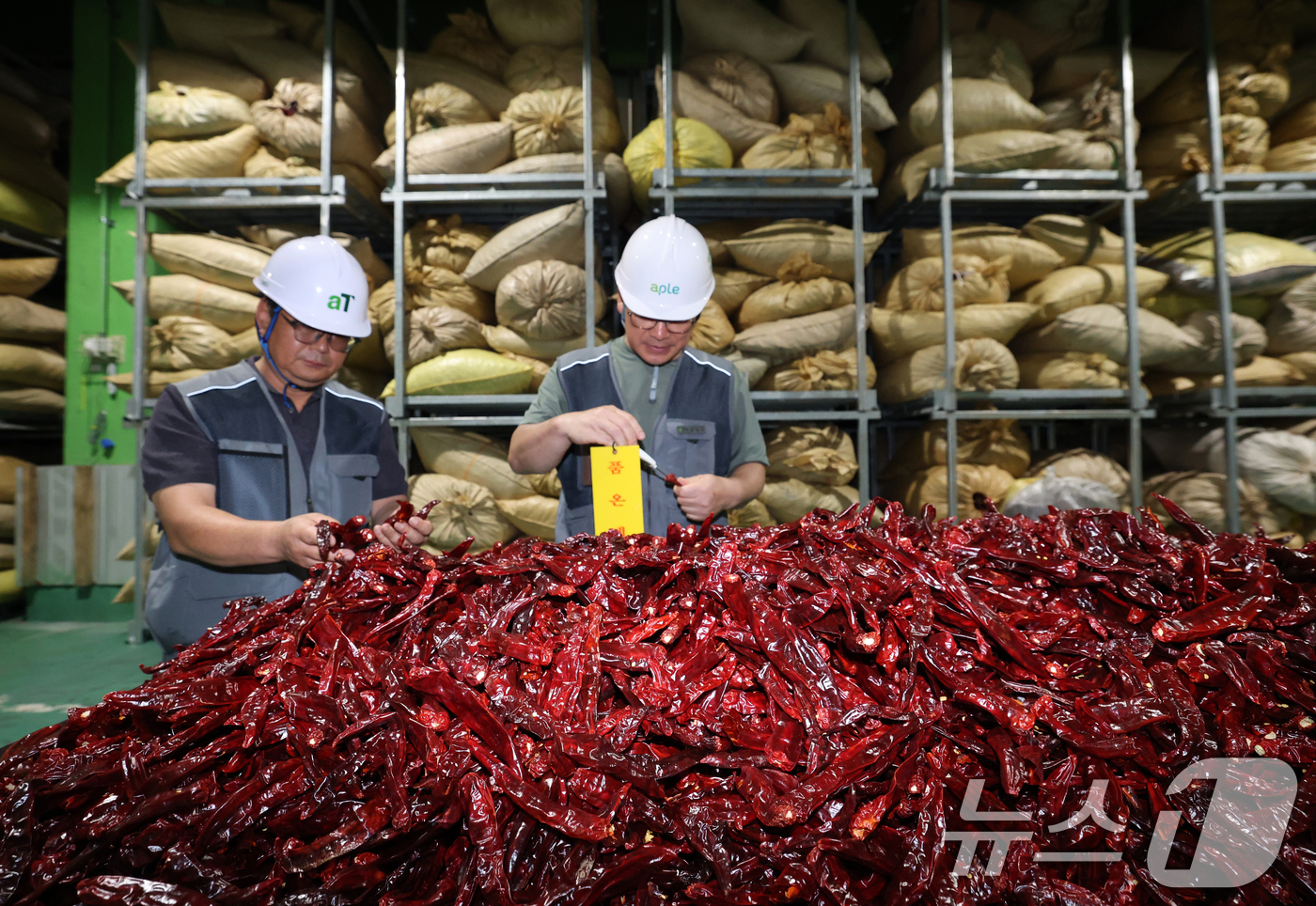 (이천=뉴스1) 김영운 기자 = 폭염에 폭우까지 이어지면서 배추와 시금치 등 주요 농산물 가격이 2배 이상 오른 가운데 25일 경기 이천시 대월면 aT 이천비축기지에서 관계자들이 …
