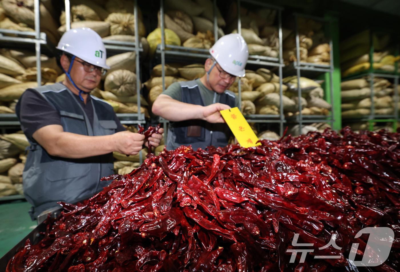 (이천=뉴스1) 김영운 기자 = 폭염에 폭우까지 이어지면서 배추와 시금치 등 주요 농산물 가격이 2배 이상 오른 가운데 25일 경기 이천시 대월면 aT 이천비축기지에서 관계자들이 …