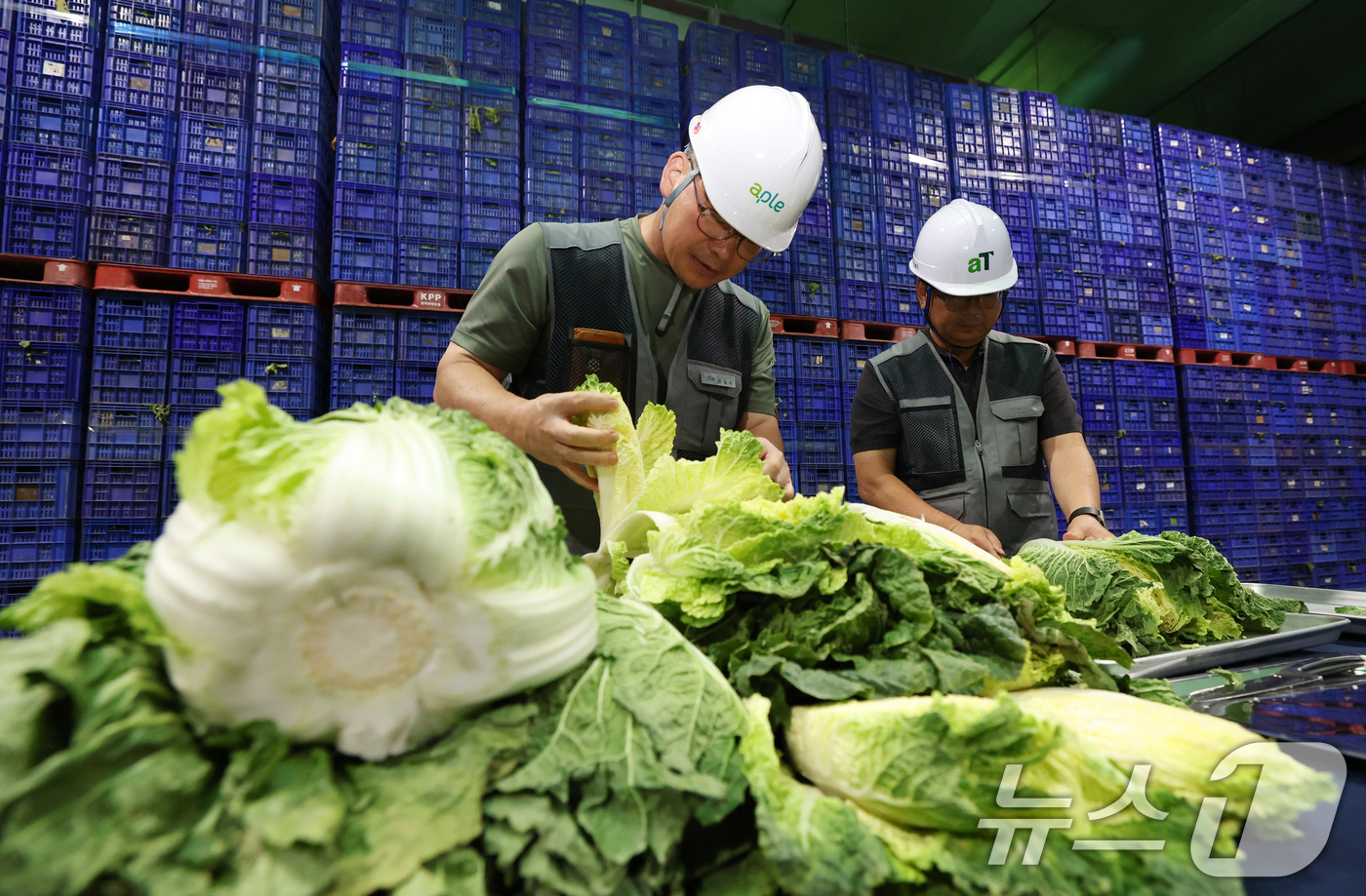 (이천=뉴스1) 김영운 기자 = 폭염에 폭우까지 이어지면서 배추와 시금치 등 주요 농산물 가격이 2배 이상 오른 가운데 25일 경기 이천시 대월면 aT 이천비축기지에서 관계자들이 …