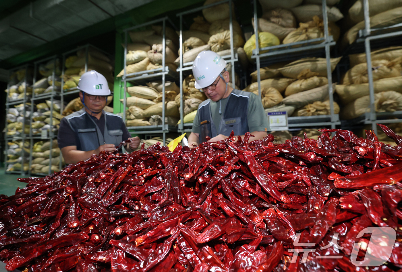 (이천=뉴스1) 김영운 기자 = 폭염에 폭우까지 이어지면서 배추와 시금치 등 주요 농산물 가격이 2배 이상 오른 가운데 25일 경기 이천시 대월면 aT 이천비축기지에서 관계자들이 …
