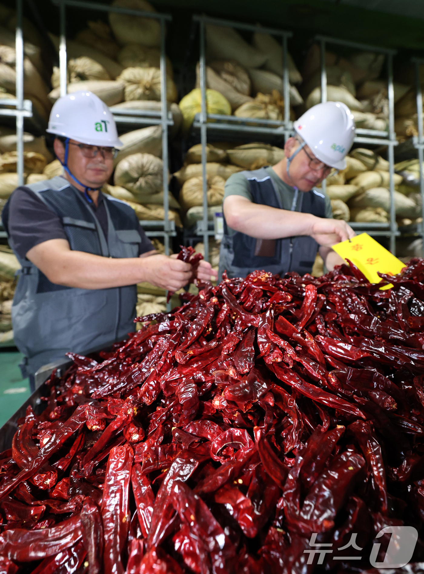 (이천=뉴스1) 김영운 기자 = 폭염에 폭우까지 이어지면서 배추와 시금치 등 주요 농산물 가격이 2배 이상 오른 가운데 25일 경기 이천시 대월면 aT 이천비축기지에서 관계자들이 …