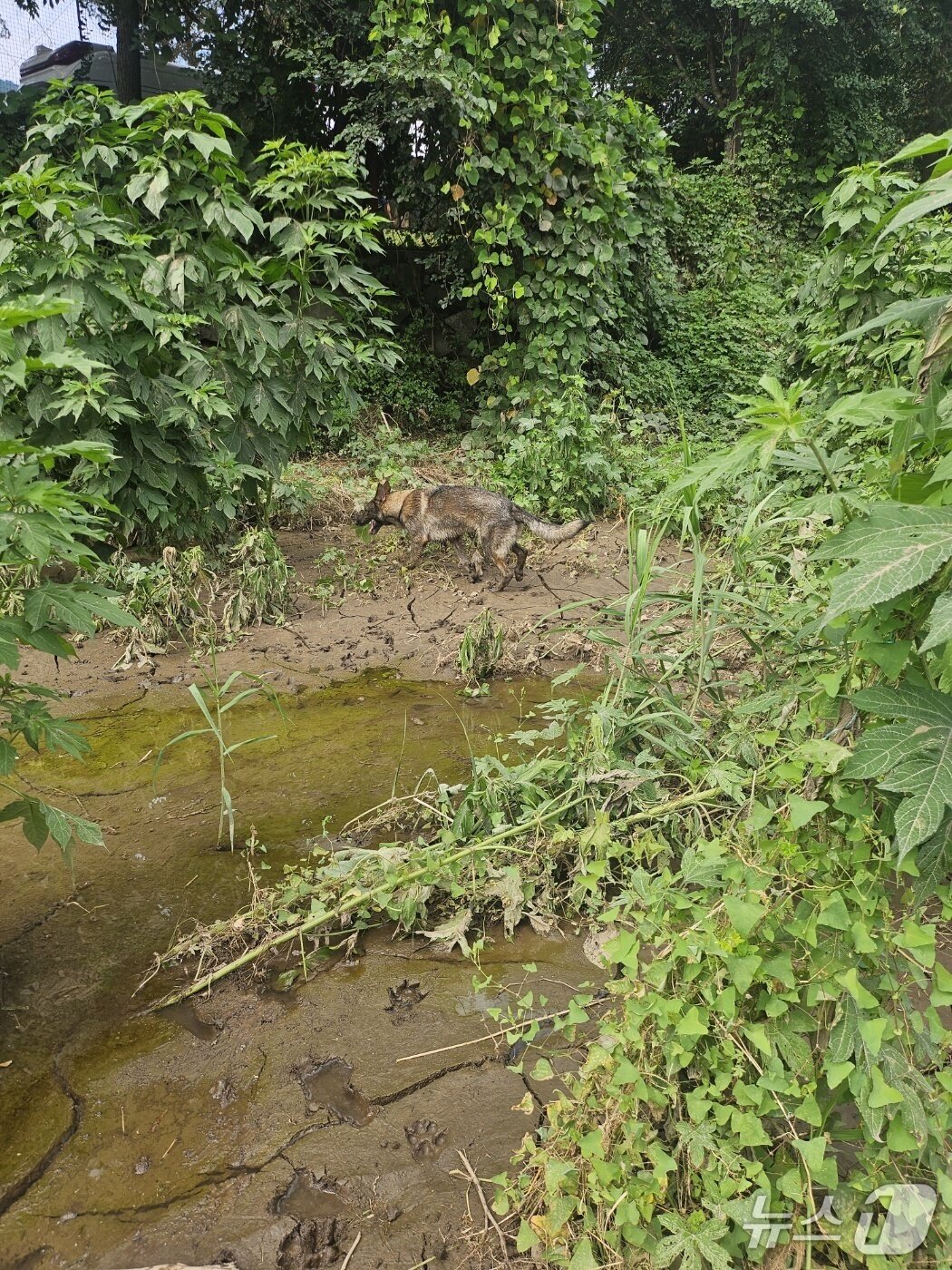 본문 이미지 - 실종자 수색 중인 강원도소방본부 구조견.&#40;도소방본부 제공, 재판매 및 DB금지&#41; 