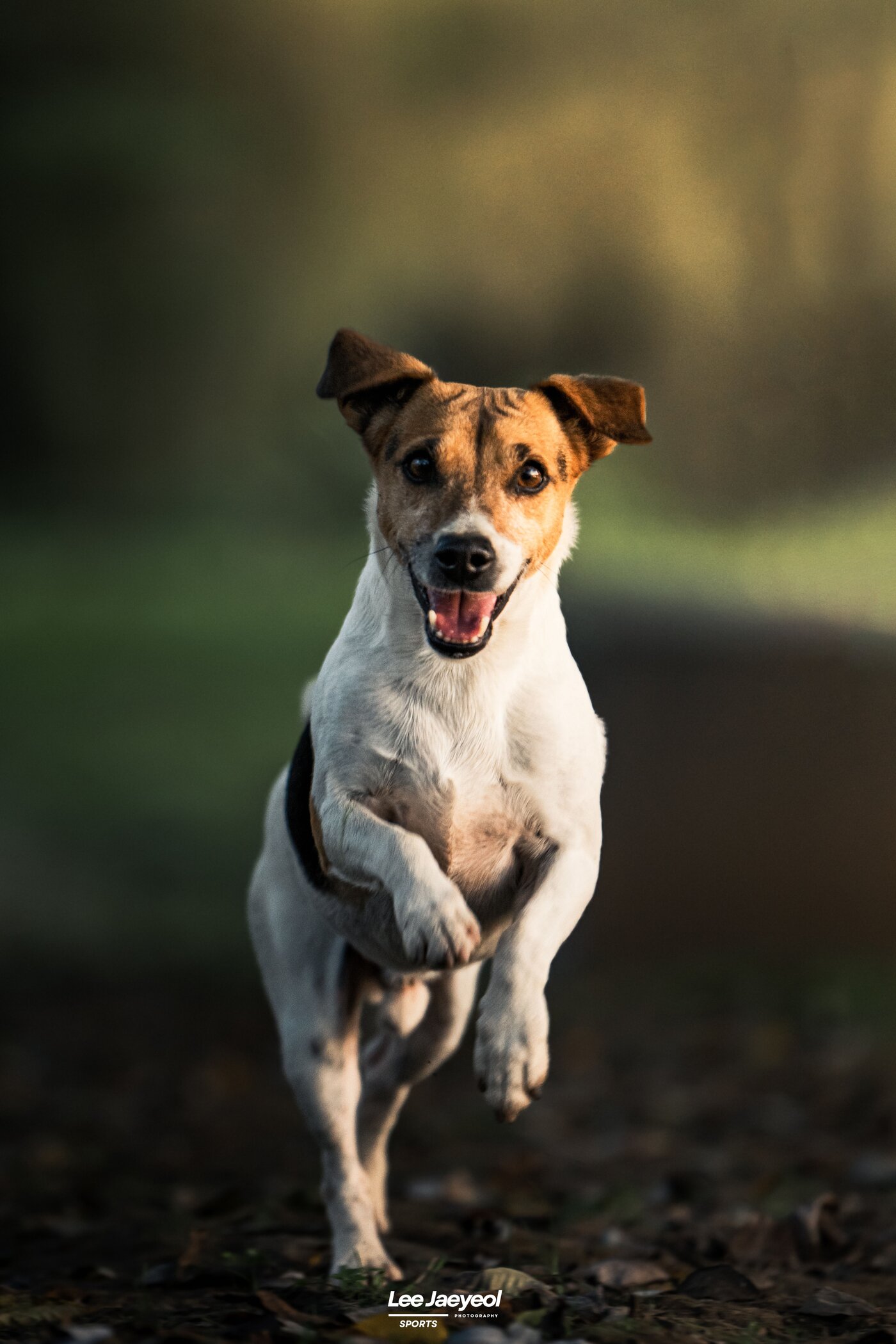 본문 이미지 - 산에서 뛰어다니길 좋아하는 히트&#40;소상진 제공&#41; ⓒ 뉴스1