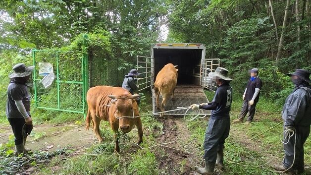 '폭우로 소도 떠내려 왔다'…진주 진양호서 소 3마리 구조