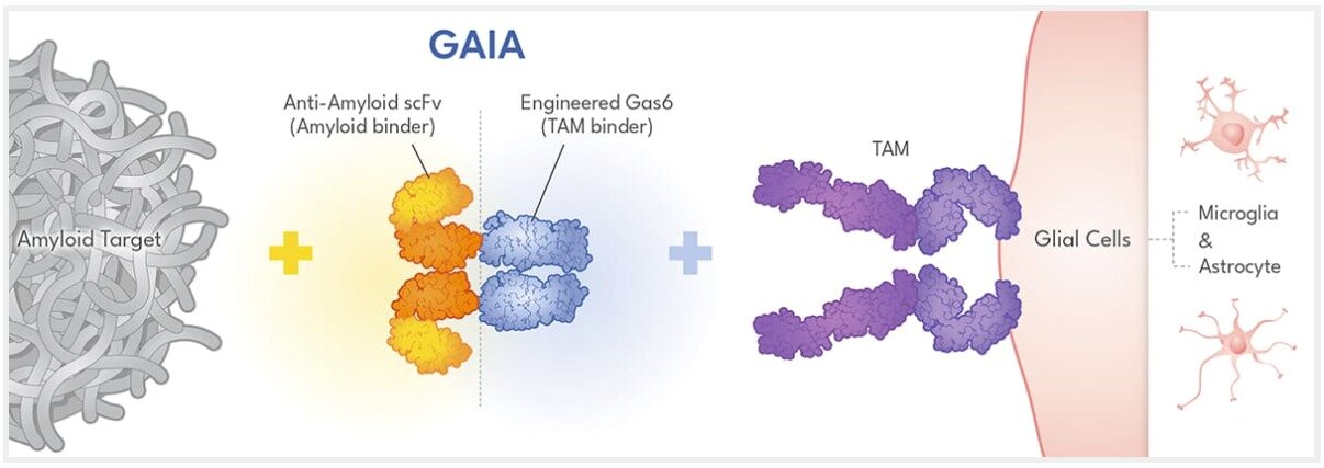 본문 이미지 - 일리미스테라퓨틱스가 개발한 &#39;가이아&#39;&#40;GAIA&#41; 플랫폼 작용 모식도.&#40;일리미스테라퓨틱스 제공&#41;/뉴스1