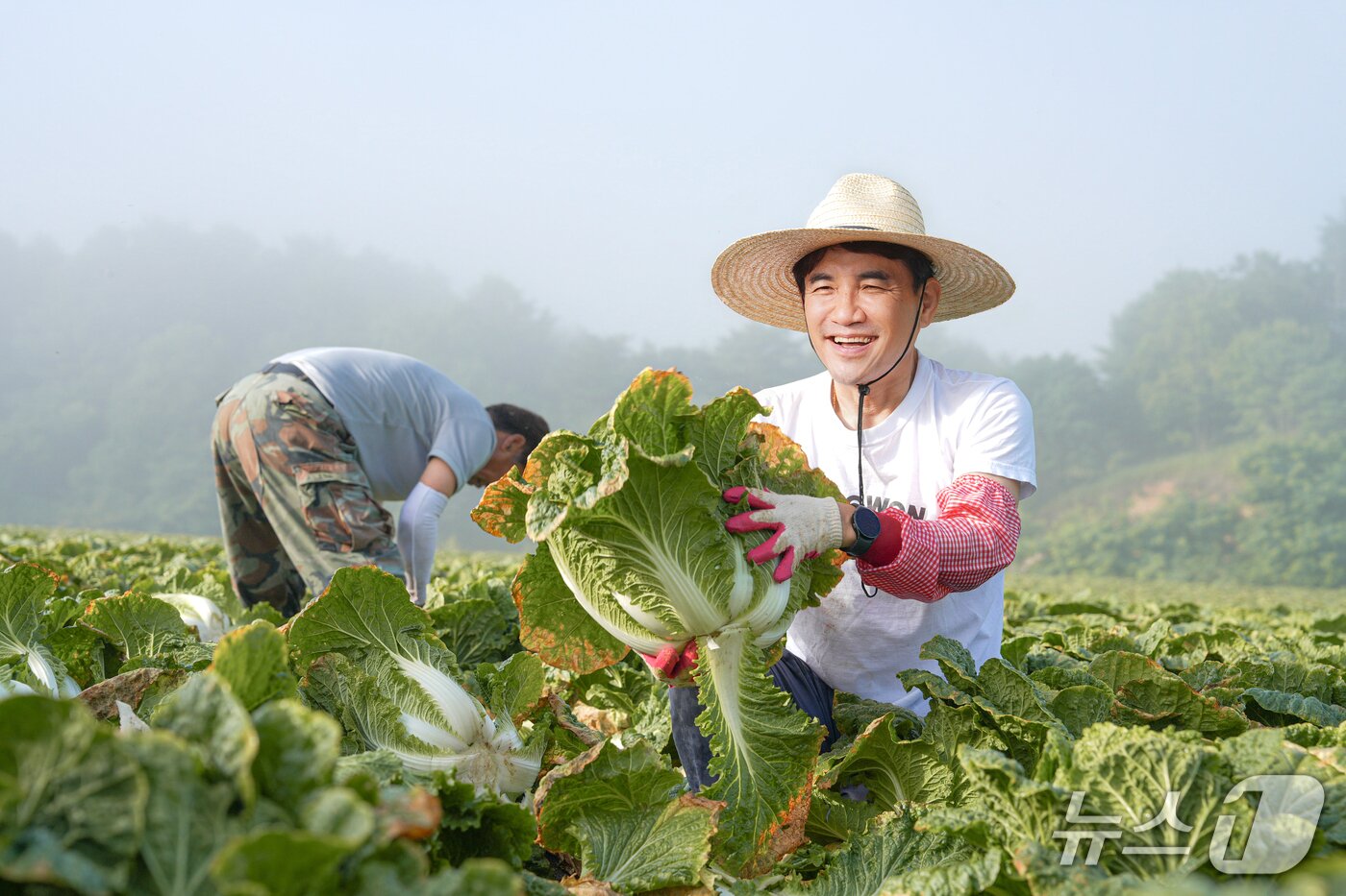 본문 이미지 - 평창 고랭지 배추밭 일손 보탠 김진태 강원도지사.&#40;강원도 제공. 재판매 및 DB금지&#41;/뉴스1
