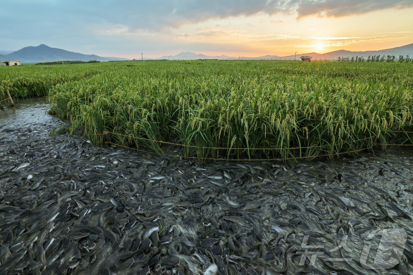 (평양 노동신문=뉴스1) = 북한 노동당 기관지 노동신문은 김정은 당 총비서가 지난 24일 논판양어 사업에 크게 기여한 군부대 후방기지를 방문해 이들을 격려하고 양어 생산의 중요성 …