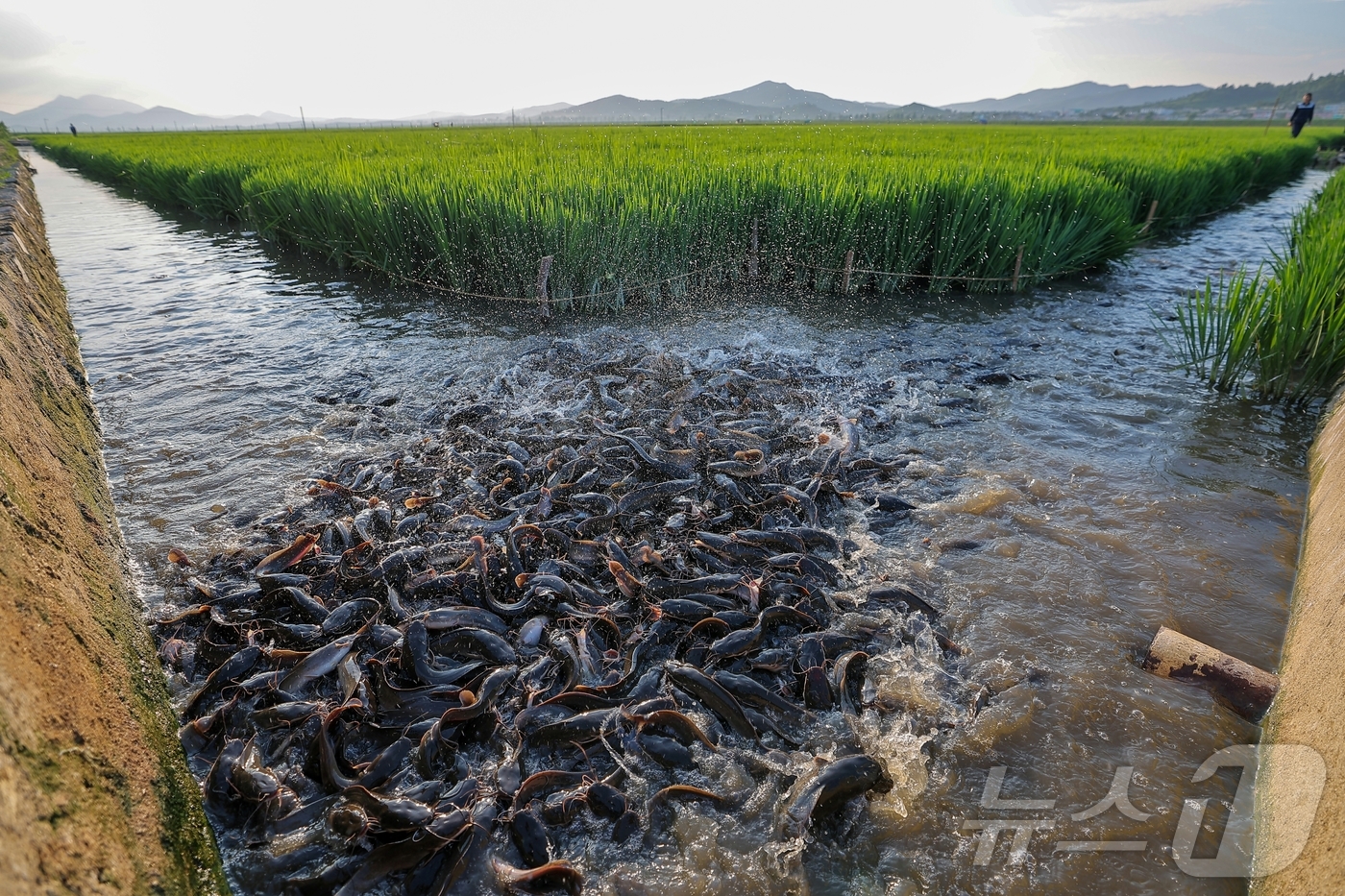 (평양 노동신문=뉴스1) = 북한 노동당 기관지 노동신문은 김정은 당 총비서가 지난 24일 논판양어 사업에 크게 기여한 군부대 후방기지를 방문해 이들을 격려하고 양어 생산의 중요성 …