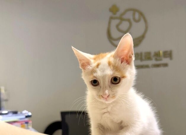 원헬스동물의료센터, ISFM 고양이 친화 동물병원 골드레벨 인증
