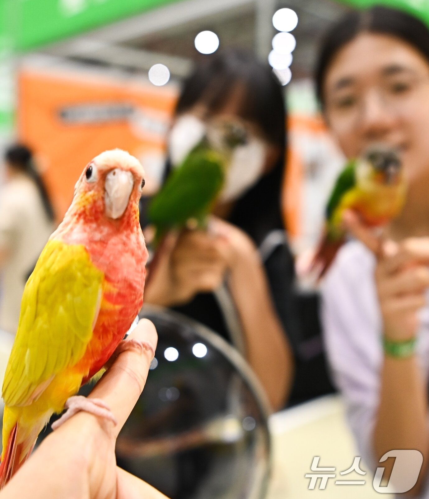 본문 이미지 - 26일 구미코에서 열린 대한민국 펫캉스에 참여한 어린이들이 애완용 앵무새를 체험해보고 있다. 펫캉스는 오는 27일까지 열린다. 2025.7.26/뉴스1 ⓒ News1 정우용 기자