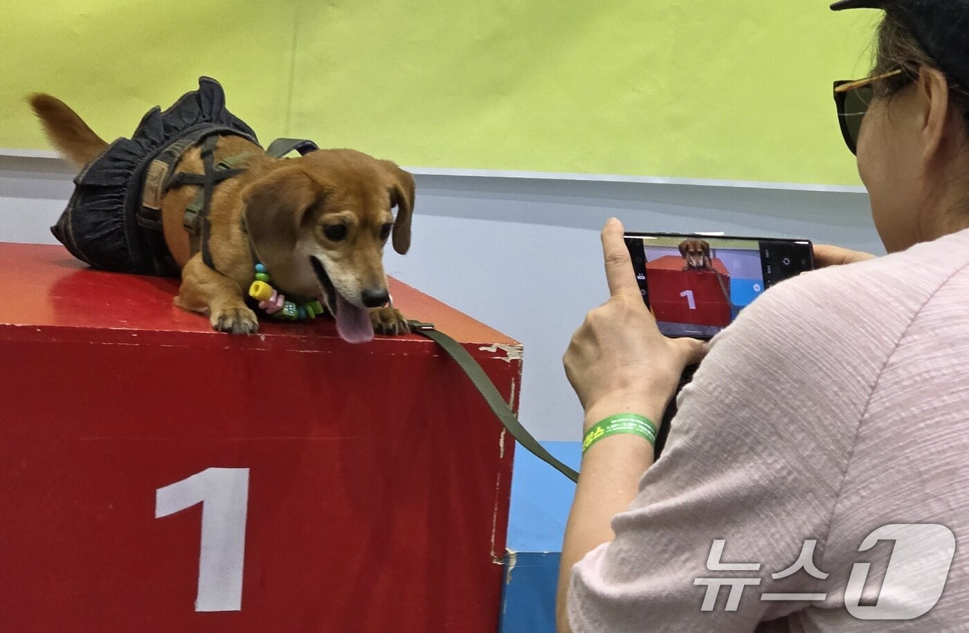 본문 이미지 - 26일 구미코에서 열린 대한민국 펫캉스에 참여한 한 시민이 반려견을 1등 시상대에 올려놓고 사진을 찍고 있다. 펫캉스는 오는 27일까지 열린다. 2025.7.26/뉴스1 ⓒ News1 정우용 기자