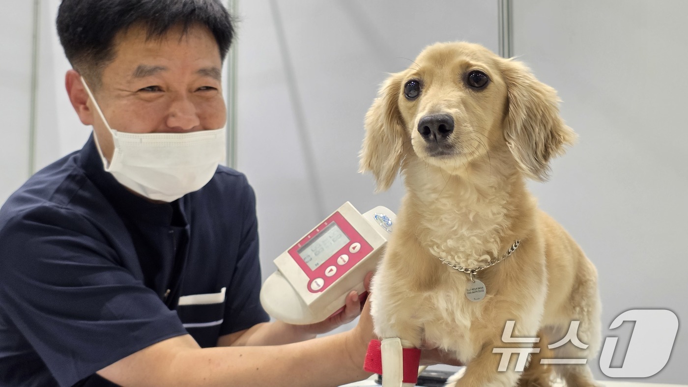 (구미=뉴스1) 정우용 기자 = 26일 구미코에서 열린 대한민국 펫캉스에서 구미시수의사회 수의사가 반려견의 혈압을 체크하고 있다. 펫캉스는 오는 27일까지 열린다.  2025.7. …