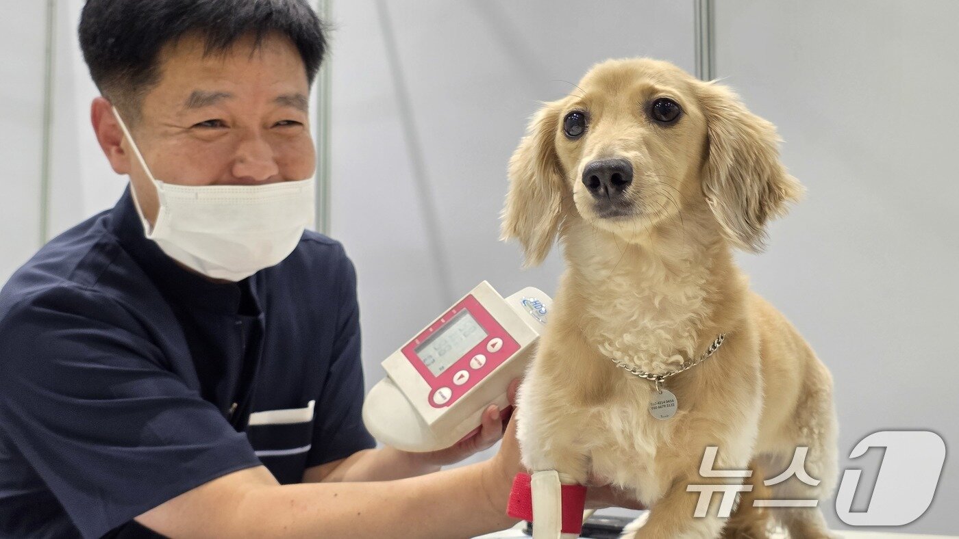 본문 이미지 - 26일 구미코에서 열린 대한민국 펫캉스에서 구미시수의사회 수의사가 반려견의 혈압을 체크하고 있다. 펫캉스는 오는 27일까지 열린다. 2025.7.26/뉴스1 ⓒ News1 정우용 기자