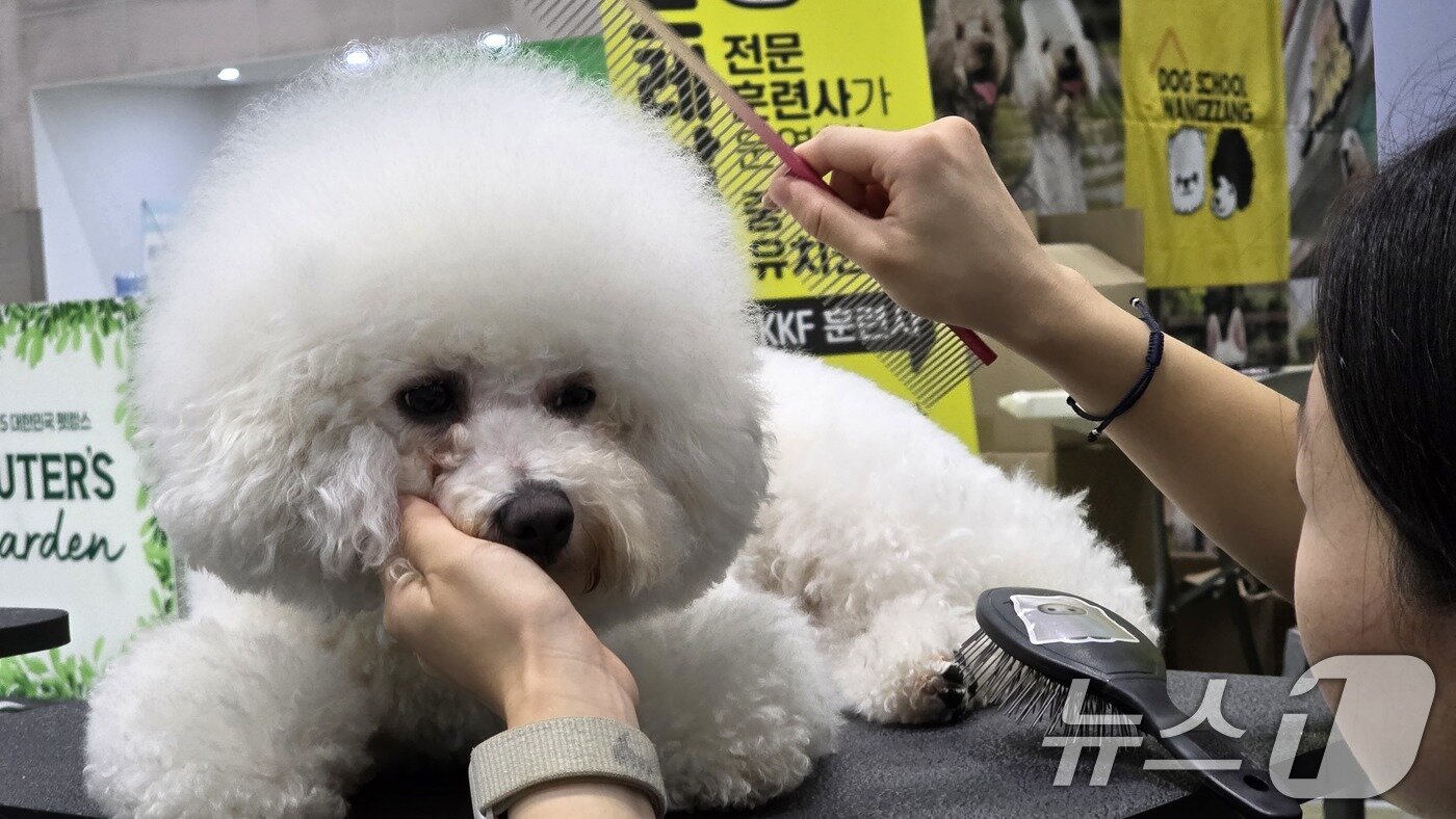 본문 이미지 - 26일 구미코에서 열린 대한민국 펫캉스에서 펫미용 부스에서 반려견 미용을 하고 있다. 펫캉스는 오는 27일까지 열린다. 2025.7.26/뉴스1 ⓒ News1 정우용 기자