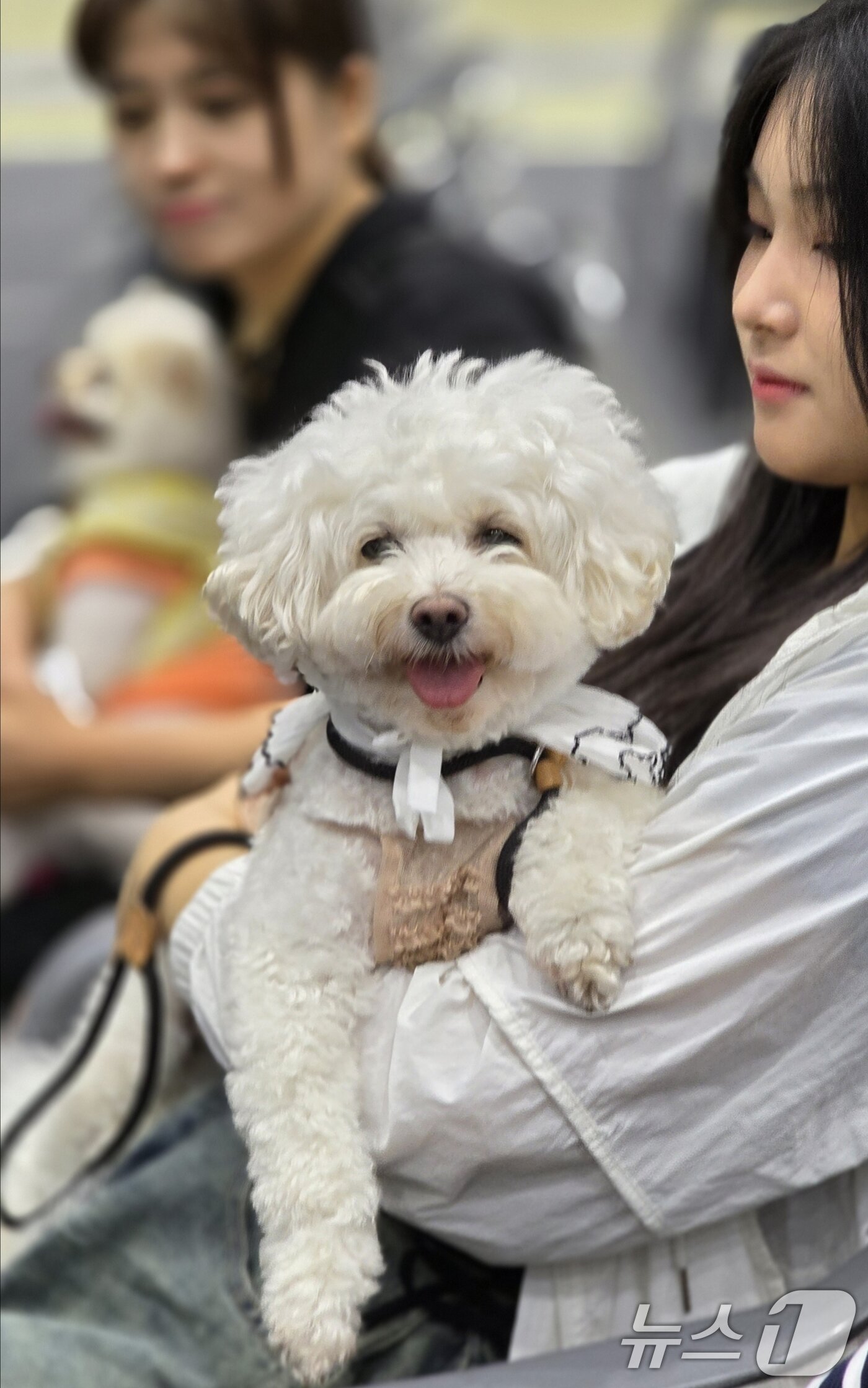 본문 이미지 - 26일 구미코에서 열린 대한민국 펫캉스에 참여한 시민들이 행사를 멍멍스포츠 댄스를 반려견과 함께 지켜보고 있다. 펫캉스는 오는 27일까지 열린다. 2025.7.26/뉴스1 ⓒ News1 정우용 기자