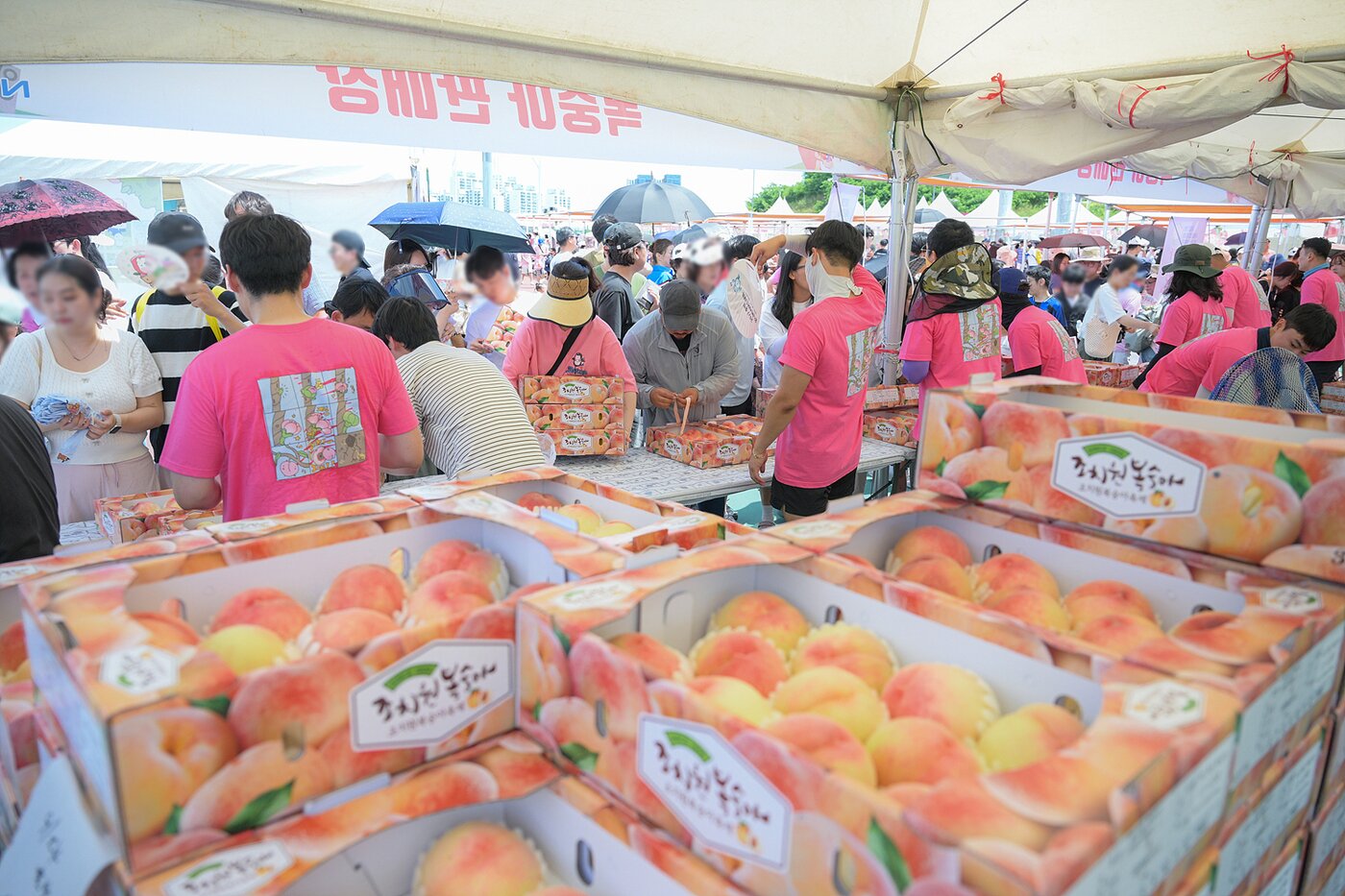 본문 이미지 -  세종 조치원 복숭아축제 '복숭아 판매장. (세종시 제공. 재판매 및 DB금지)