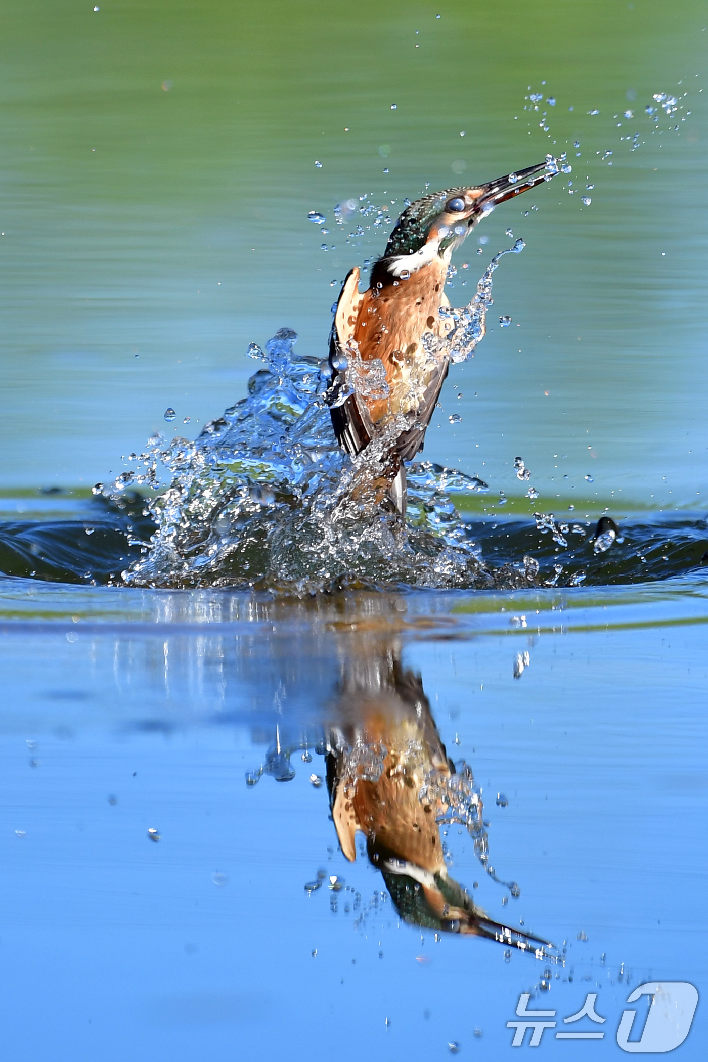 (포항=뉴스1) 최창호 기자 = 27일 여름새인 물총새가 경북 포항시 북구 흥해읍 냇가에서 사냥에 한창이다. 2025.7.27/뉴스1