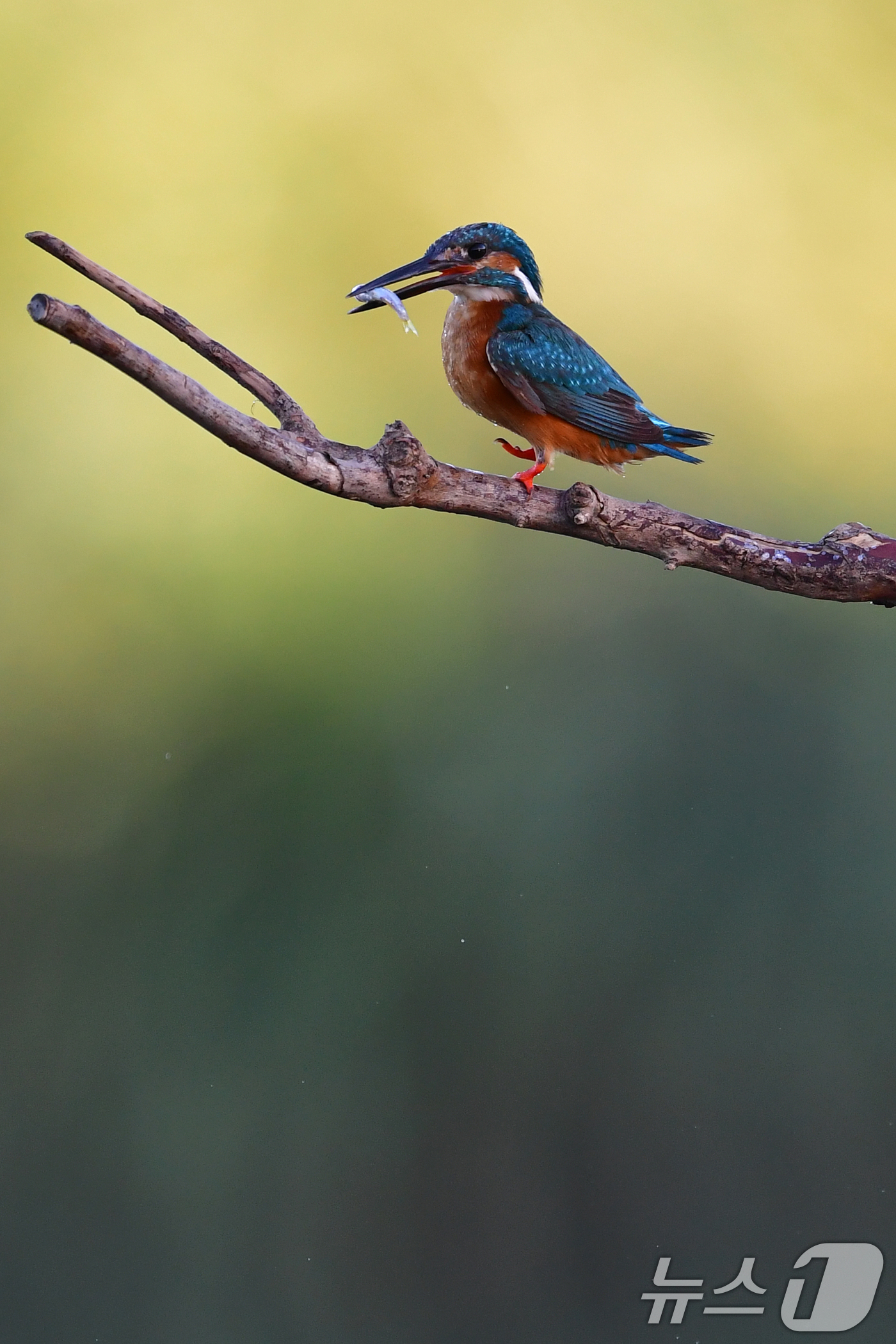 (포항=뉴스1) 최창호 기자 = 27일 여름새인 물총새가 경북 포항시 북구 흥해읍 냇가에서 사냥에 한창이다. 2025.7.27/뉴스1