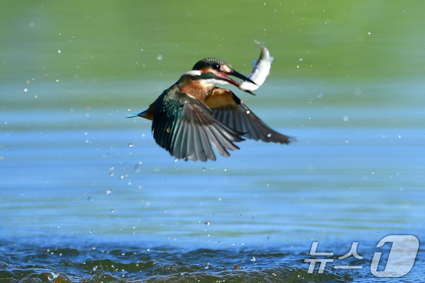 (포항=뉴스1) 최창호 기자 = 27일 여름새인 물총새가 경북 포항시 북구 흥해읍 냇가에서 사냥에 한창이다. 2025.7.27/뉴스1