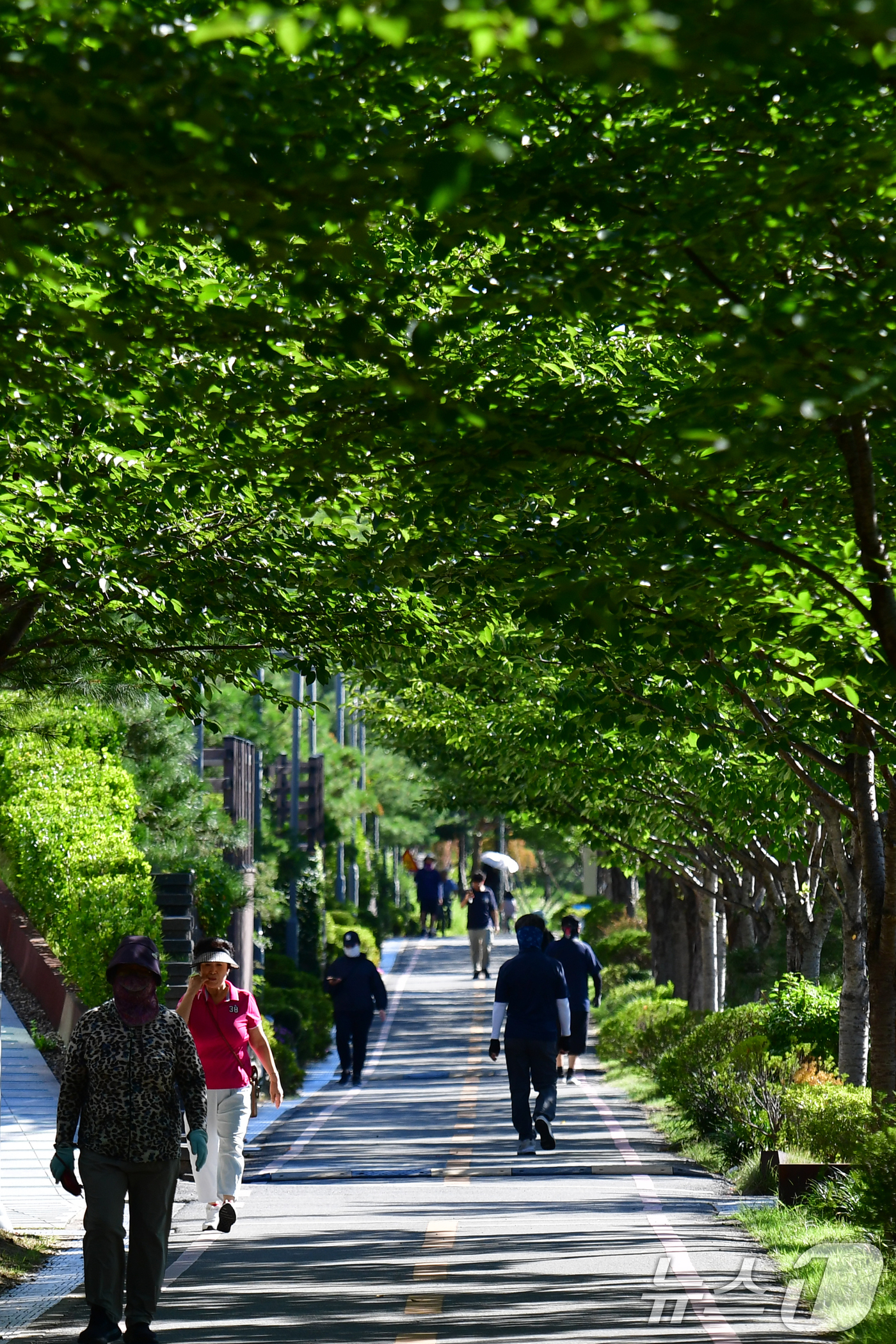 (포항=뉴스1) 최창호 기자 = 28일 오전 경북 포항시 남구 대잠동 철길 숲에 있는 나무 그늘길을 따라 시민들이 산책하고 있다. 2025.7.28/뉴스1
