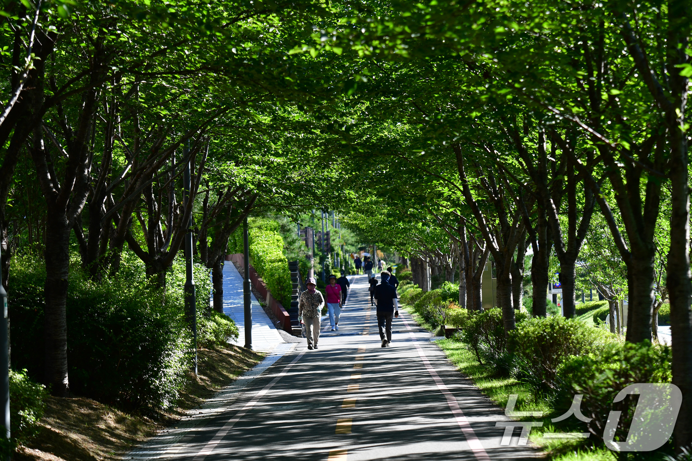 (포항=뉴스1) 최창호 기자 = 28일 오전 경북 포항시 남구 대잠동 철길 숲에 있는 나무 그늘길을 따라 시민들이 산책하고 있다. 2025.7.28/뉴스1