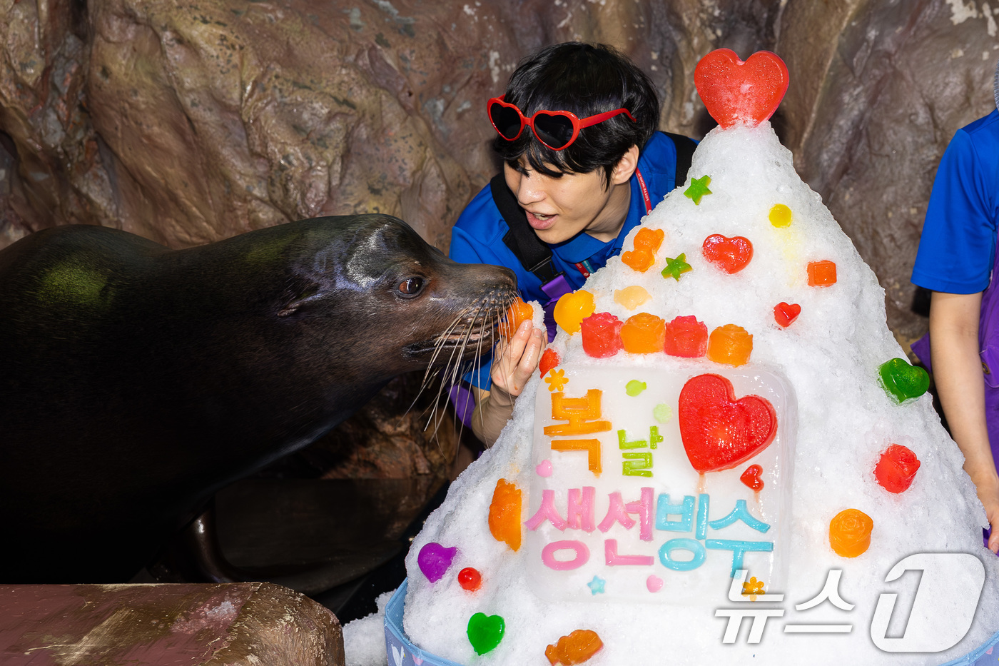 (서울=뉴스1) = 롯데월드 아쿠아리움은 중복을 앞두고 작은발톱수달, 바다사자, 매부리바다거북 등 해양생물들에게 더위를 극복하고 건강한 여름을 보낼 수 있도록 '특별 보양식'을 제 …