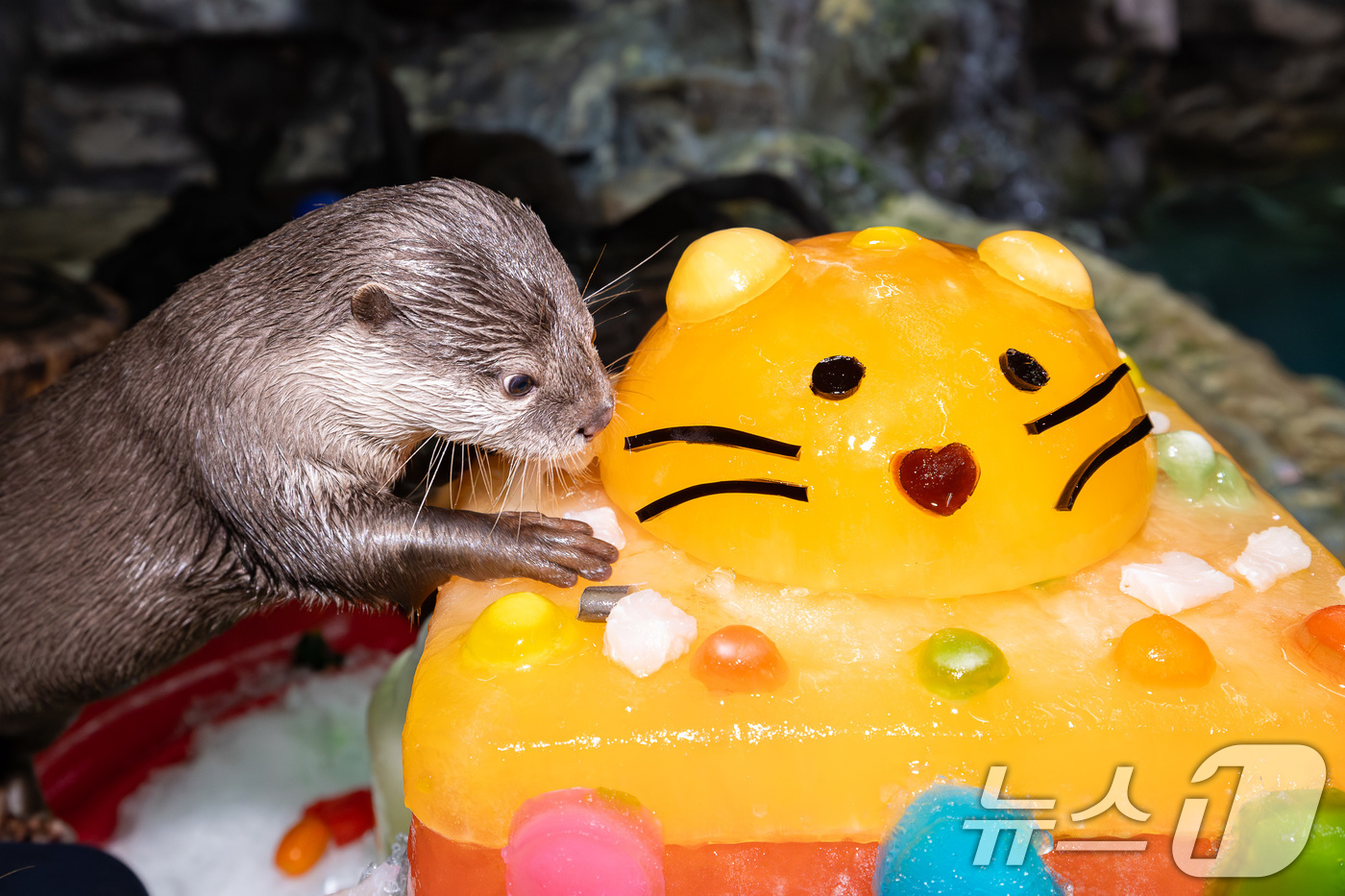(서울=뉴스1) = 롯데월드 아쿠아리움은 중복을 앞두고 작은발톱수달, 바다사자, 매부리바다거북 등 해양생물들에게 더위를 극복하고 건강한 여름을 보낼 수 있도록 '특별 보양식'을 제 …