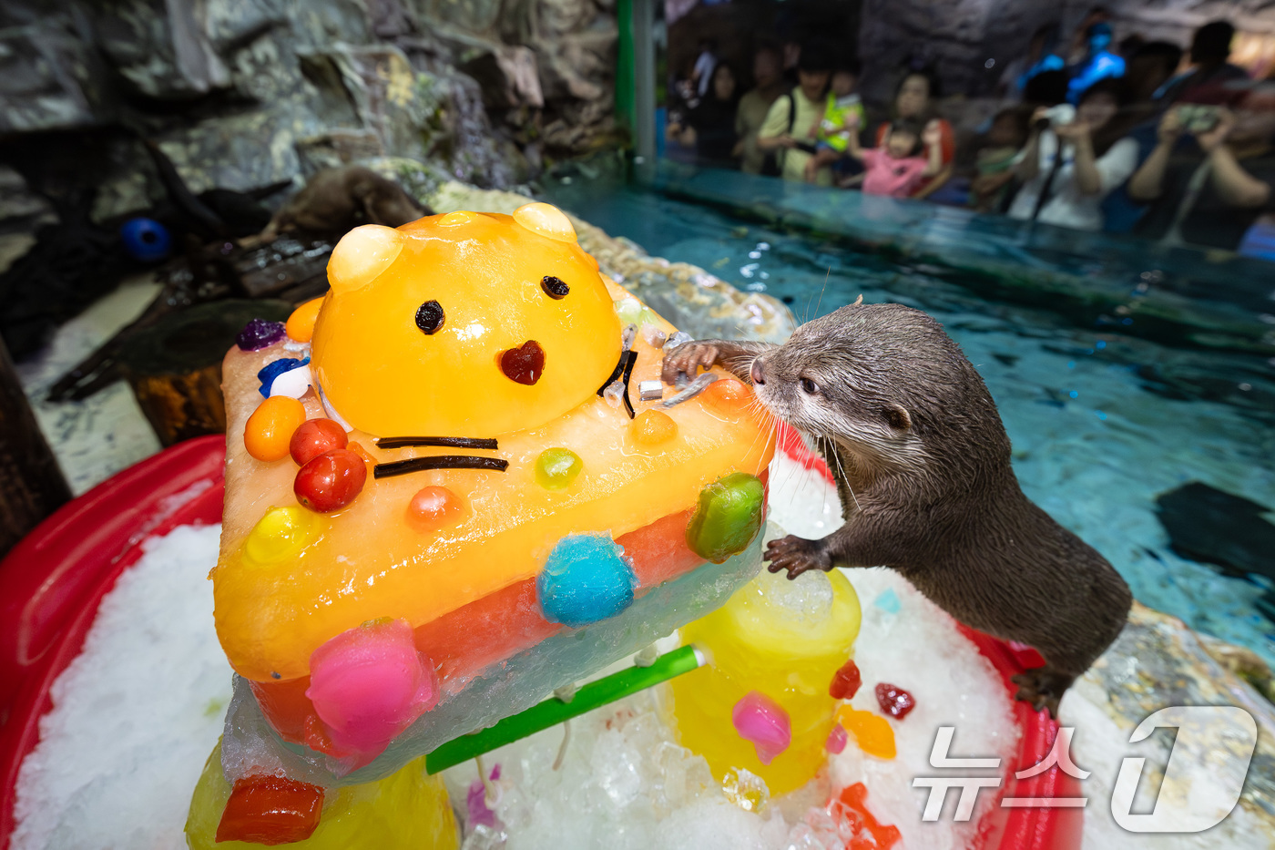 (서울=뉴스1) = 롯데월드 아쿠아리움은 중복을 앞두고 작은발톱수달, 바다사자, 매부리바다거북 등 해양생물들에게 더위를 극복하고 건강한 여름을 보낼 수 있도록 '특별 보양식'을 제 …