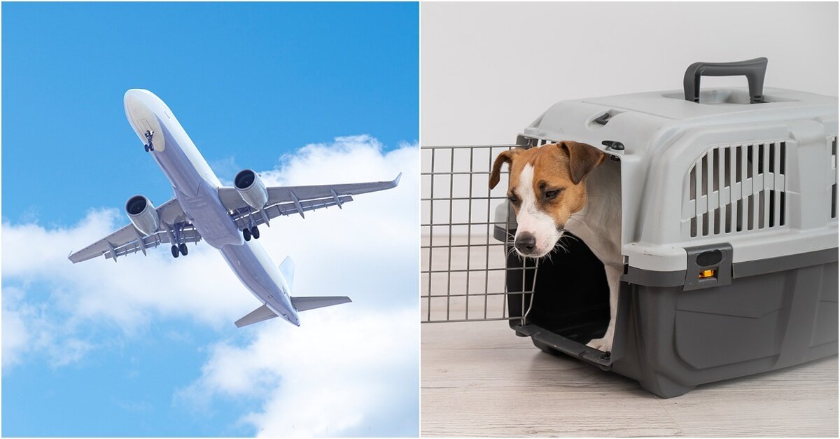 본문 이미지 - 비행기 화물칸에 반려동물 운송 안전 수칙에 대한 경각심이 높아지고 있다(사진은 기사 내용과 무관함, 이미지투데이). ⓒ 뉴스1