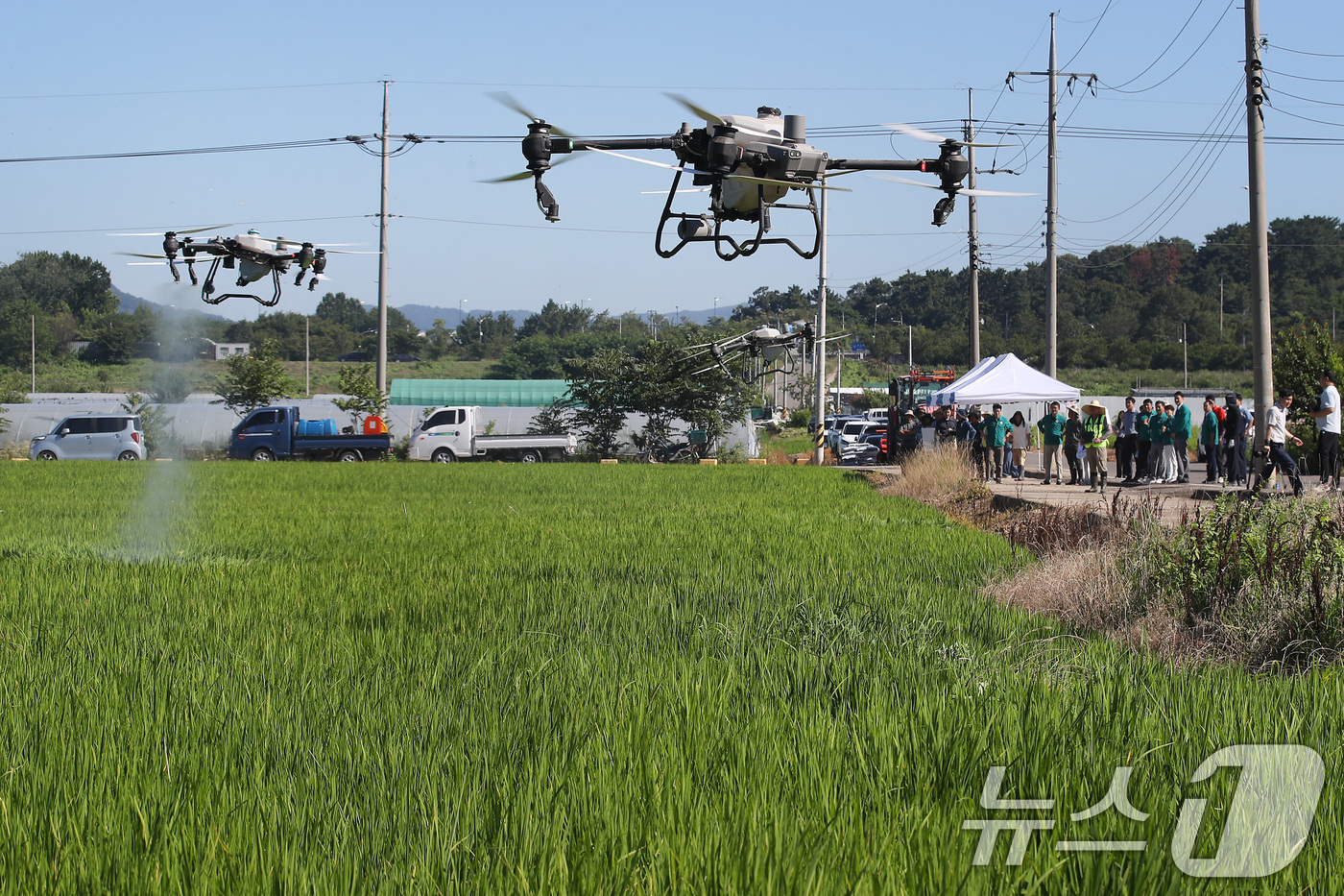 (대구=뉴스1) 공정식 기자 = 폭염이 계속된 28일 오전 대구 달성군 화원읍 설화리 논에서 드론을 활용한 무인항공방제가 진행되고 있다.달성군은 기후 변화로 인해 해마다 증가하는 …