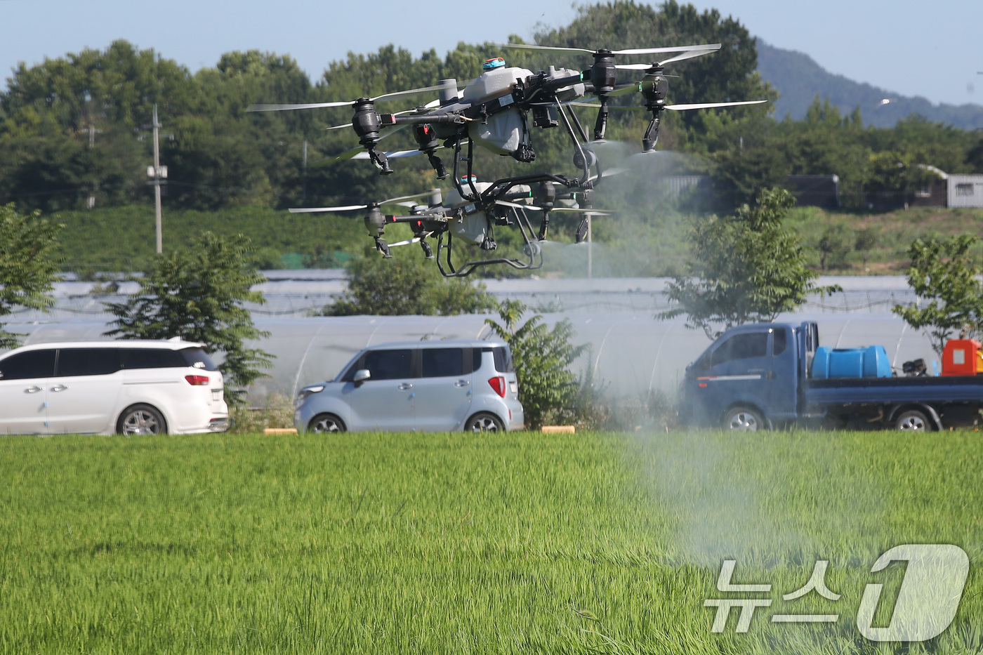 (대구=뉴스1) 공정식 기자 = 폭염이 계속된 28일 오전 대구 달성군 화원읍 설화리 논에서 드론을 활용한 무인항공방제가 진행되고 있다.달성군은 기후 변화로 인해 해마다 증가하는 …