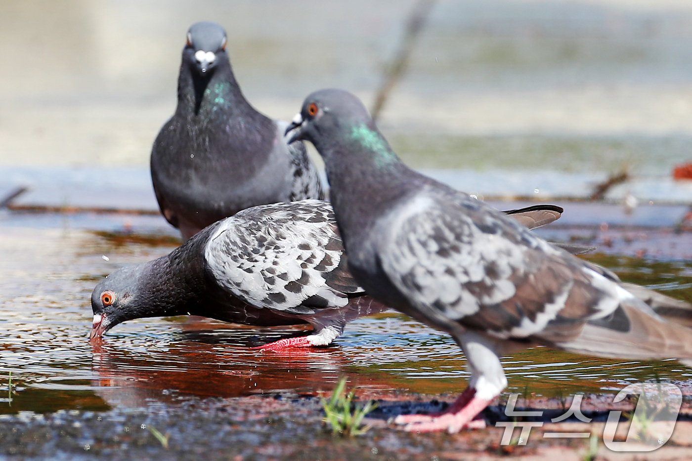 (대구=뉴스1) 공정식 기자 = 폭염이 계속된 28일 오후 대구 동구 율하체육공원 바닥분수 옆에서 비둘기가 목을 축이고 있다. 2025.7.28/뉴스1