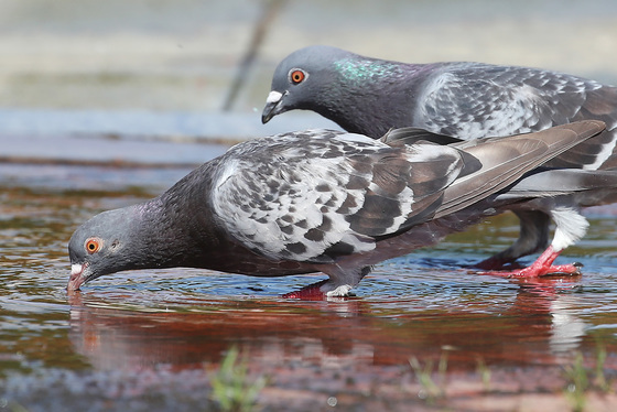 "비둘기 먹이주기 금지 정책 철회하라"…동물단체 헌법소원